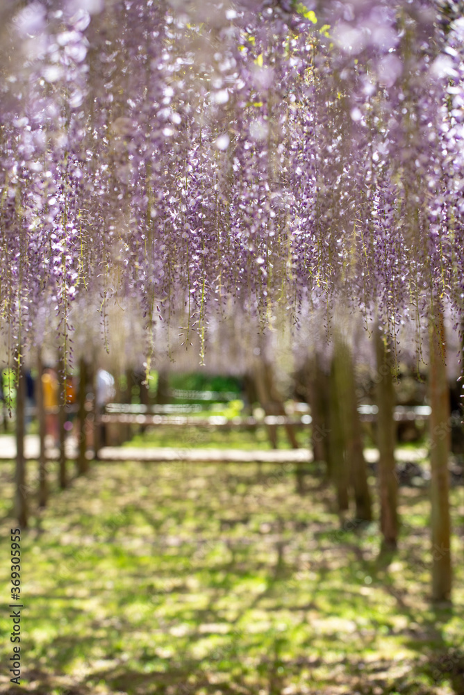 close up of beautiful Wisteria flower at Kawachi Fuji Garden, Fukuoka, Japan
