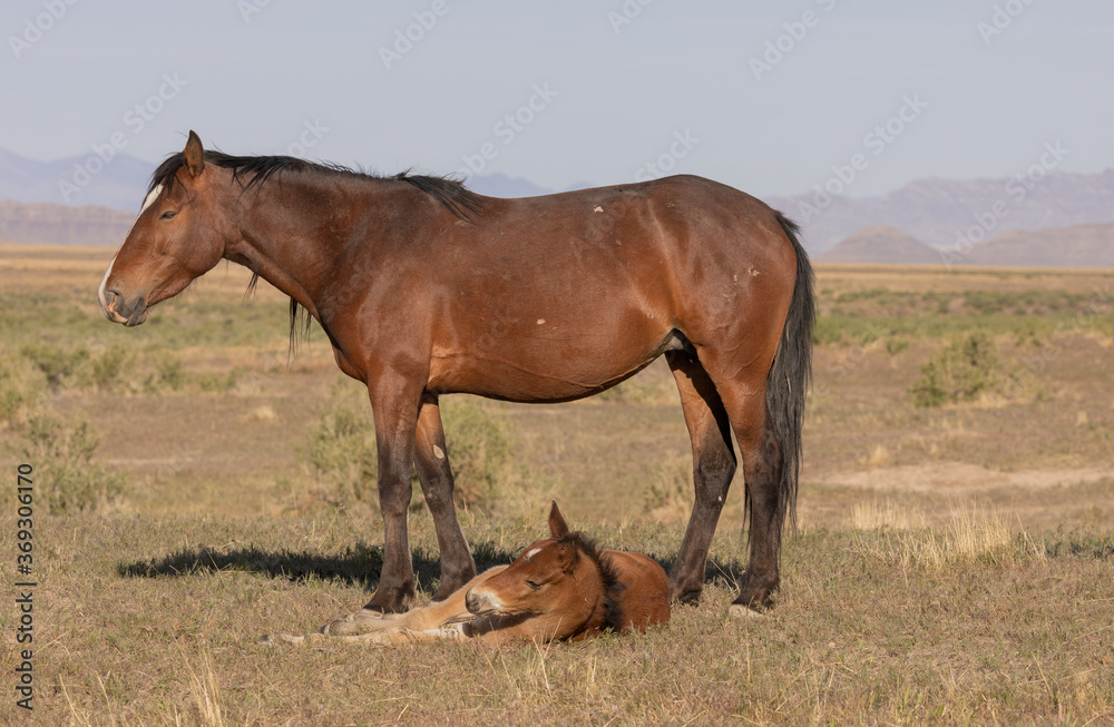Wild Horse Mare and Foal in the Utah Desert Wild Horse Mare and Foal in the Utah Desert