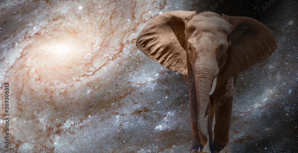 Elephant traveling on the ground at night with night sky milky way galaxy and star on the dark background 