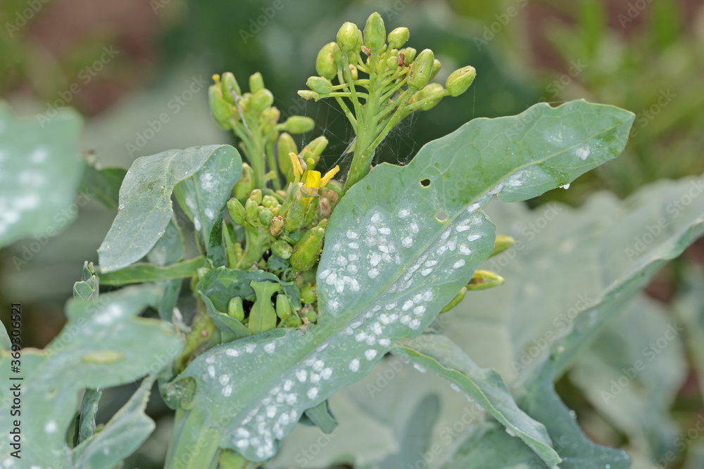 Cabbage Whitefly adults and larvae on the underside of the leaf. It is a species of many crops. Cabbage Whitefly adults and larvae on the underside of the leaf. It is a species of many crops.