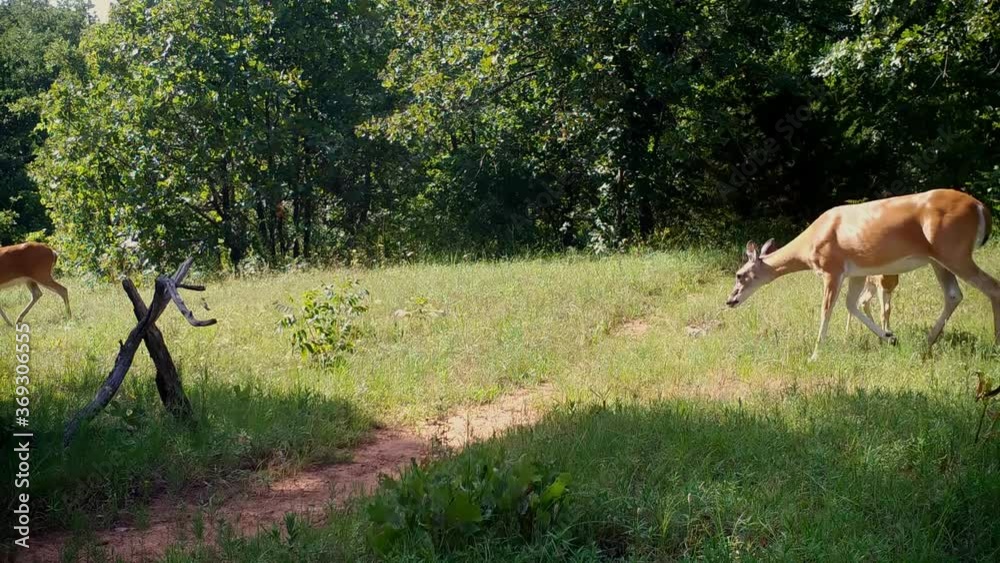 White-tailed deer doe walking across an opening, with another following with her fawn, and turning off to a different direction White-tailed deer doe walking across an opening, with another following with her fawn, and turning off to a different direction
