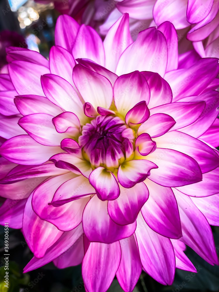 pink dahlia flower pink dahlia flower