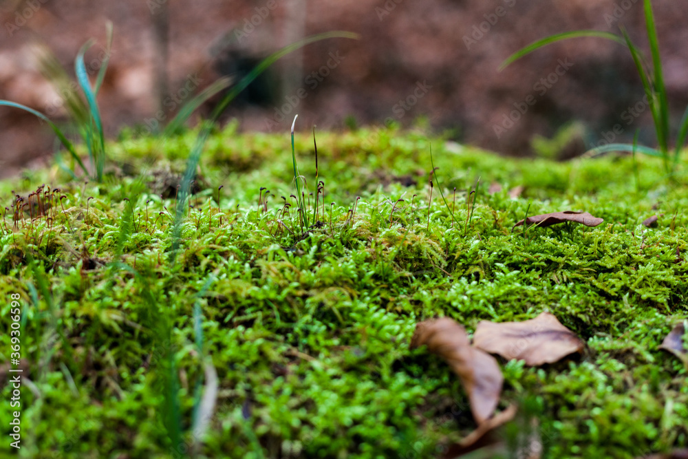 Moss on the forest floor in the macro shot Walk in the park fresh green moisture new life cycle of nature biotope spring growth wood natural health vegetation basis of life untouched nature Moss on the forest floor in the macro shot Walk in the park fresh green moisture new life cycle of nature biotope spring growth wood natural health vegetation basis of life untouched nature