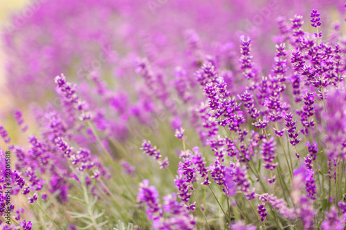 Closeup of purple lavender flowers. Selective focus.