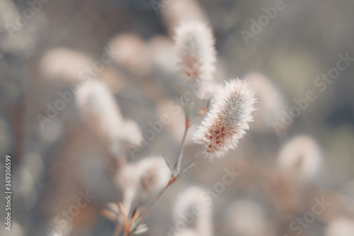 Closeup of fresh little wildflowers, abstract floral background, soft focus, beautiful fresh meadow, little flowers background, soft light scenic view