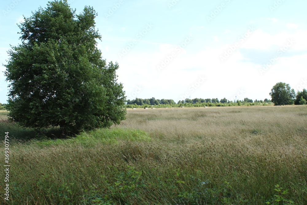 Fototapeta premium the landscape on the