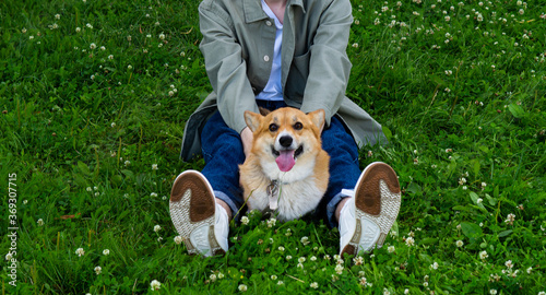 red dog corgi and man photo