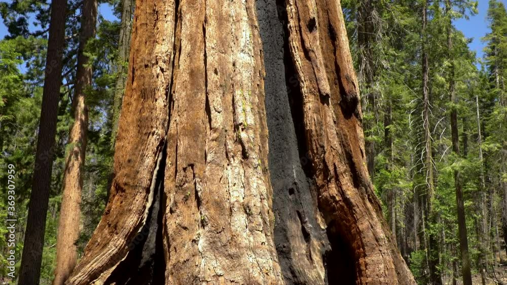 Cinematic tracking shot of Giant Sequoia in Mariposa Grove in Yosemite National Park, California Cinematic tracking shot of Giant Sequoia in Mariposa Grove in Yosemite National Park, California