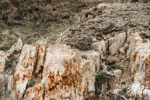 petrified wood