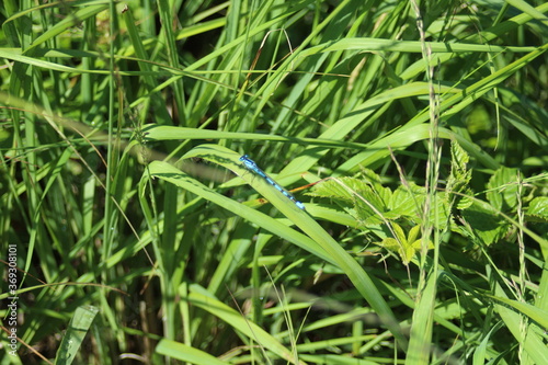 a blue dragonfly