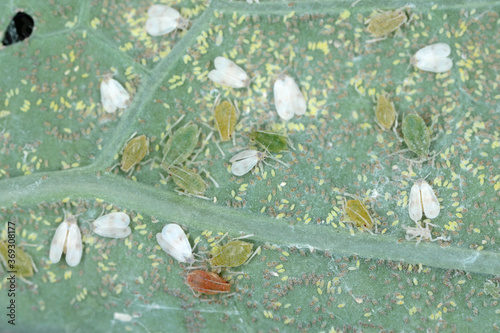 Cabbage Whitefly (Aleyrodes proletella) and green peach aphid or the peach-potato aphid (Myzus persicae) on the underside of the rapeseed leaf. photo