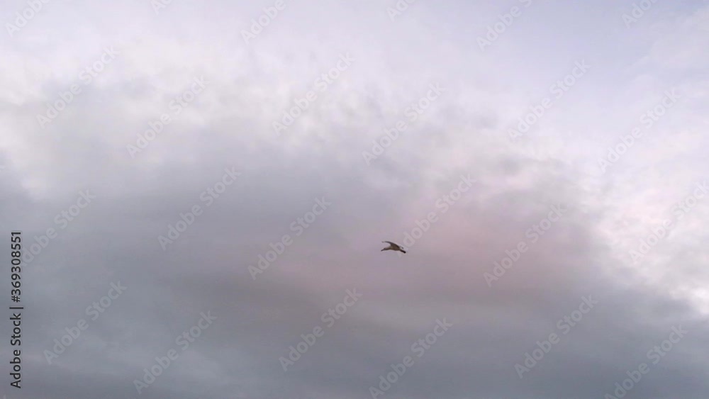 Slow motion view of seagulls mid flight against the sky Slow motion view of seagulls mid flight against the sky
