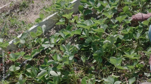 Farmer taking care of strawberry plants. Permaculture coltivation, natural organic agriculture photo