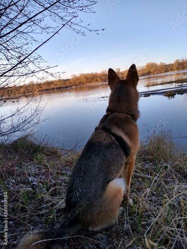 Fototapeta Naklejka Na Ścianę i Meble -  pies nad wodą