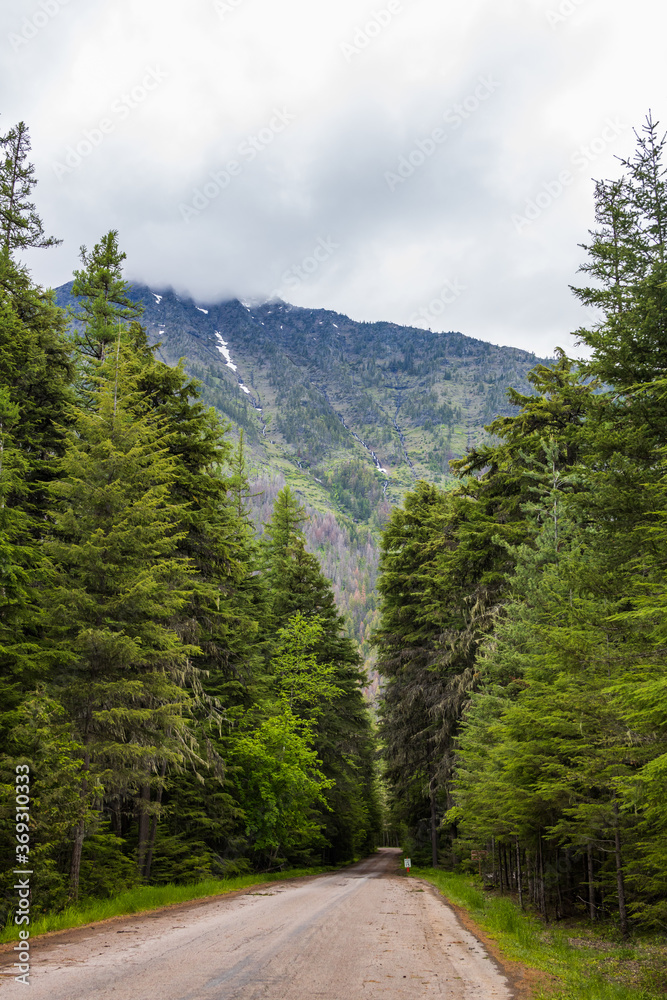 Fototapeta premium Road thru forest in Glacier National Park, Montana