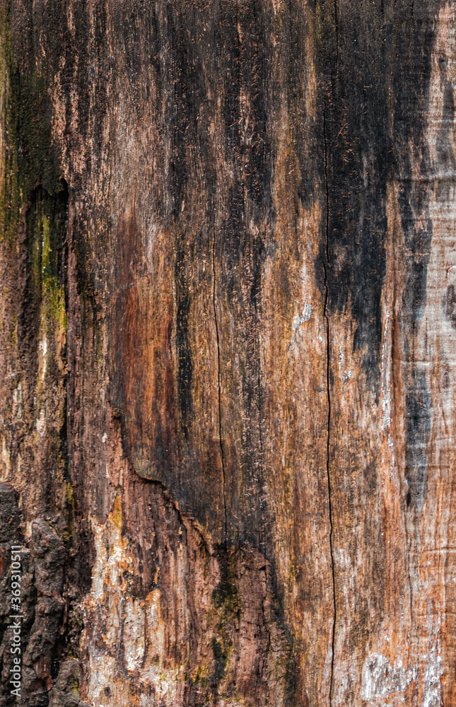 Obraz premium brown dry old wood texture