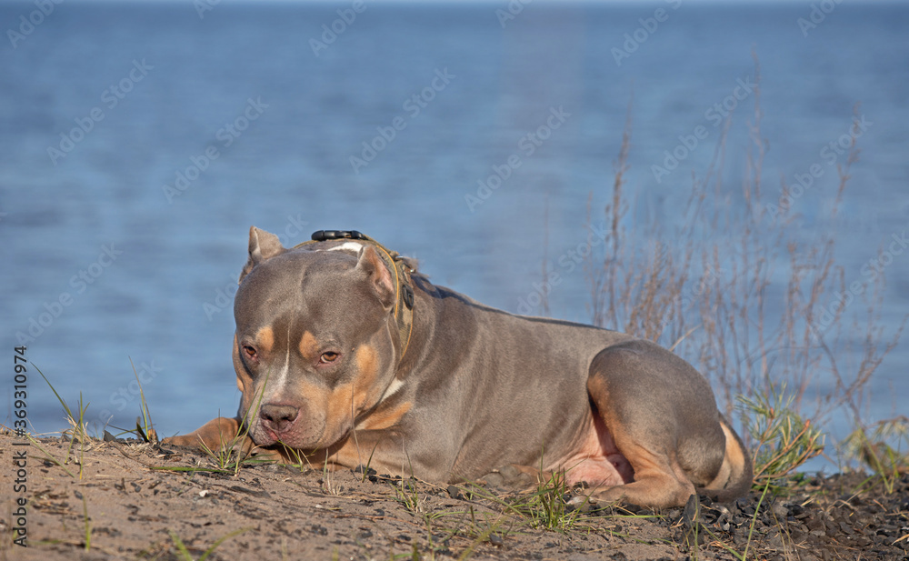 Breed - American bully Breed - American bully
