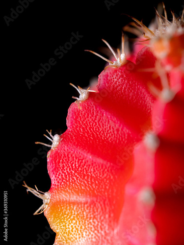 Extreme close up of red moon cactus