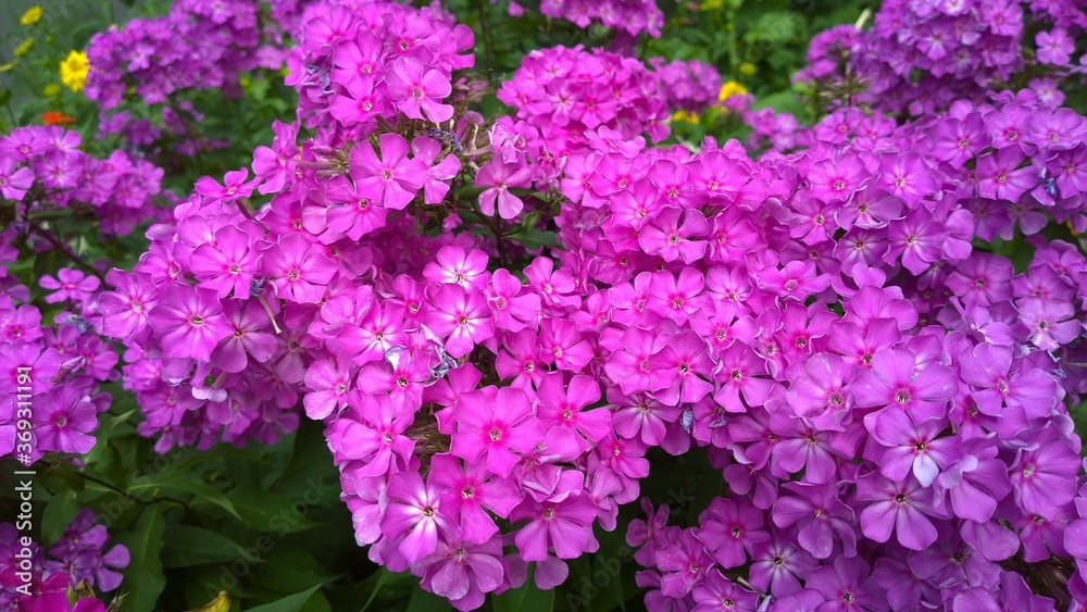 Phlox paniculata. Beautiful pink flowers in the garden. Love concept of aesthetics and beauty. Bright nature background. Gardening. Purple colour. Flowerbed. 