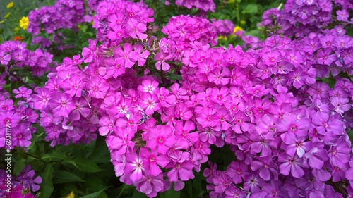 Phlox paniculata. Beautiful pink flowers in the garden. Love concept of aesthetics and beauty. Bright nature background. Gardening. Purple colour. Flowerbed. 