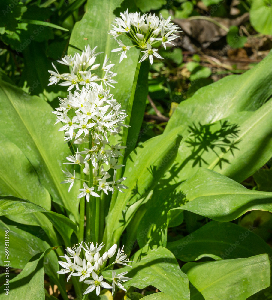 Obraz premium Wild garlic (Allium ursinum) or ramsons white fragrant very small flowers. Buckrams broad-leaved garlic or bear's garlic on green background. Natural concept of spring. Selective close-up focus