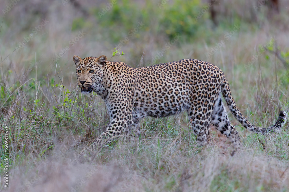 Leopard female searching for prey in a Game Reserve in the Greater Kruger Region in South Africa Leopard female searching for prey in a Game Reserve in the Greater Kruger Region in South Africa