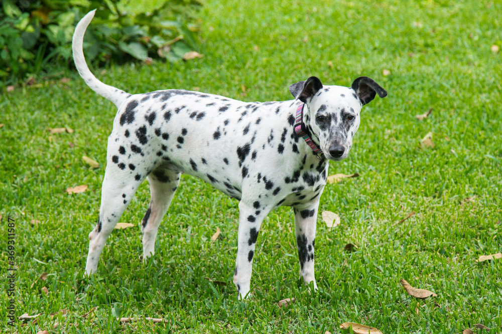 Adorable Dalmatian dog outdoors in spring