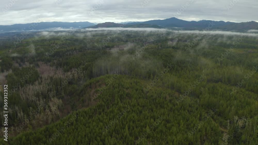 Cinematic aerial shot of dense rain forest in Pacific Northwest Cinematic aerial shot of dense rain forest in Pacific Northwest