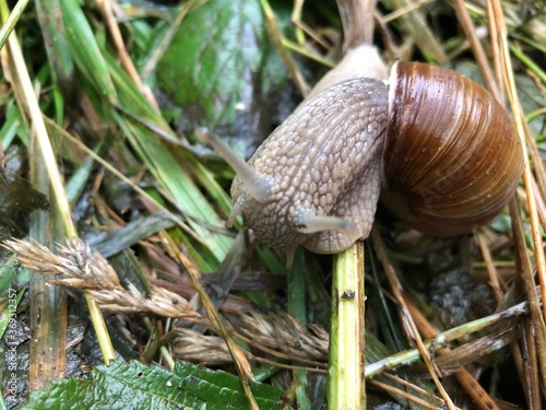 snail, nature, animal, shell, grass, green, slow, garden, macro, brown, helix, forest, slug, fauna, edible, snails, leaf, house, food, slimy, closeup, mollusk, mushroom, animals