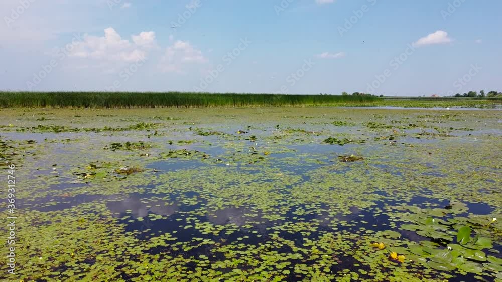 Aerial top down view of multicolored swamp. Swampy lake birds eye view. Aerial top down view of multicolored swamp. Swampy lake birds eye view.