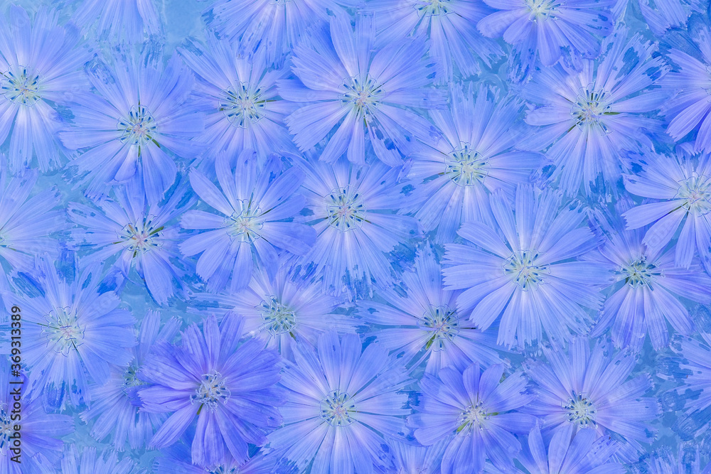 The background is full of blue cornflowers The background is full of blue cornflowers