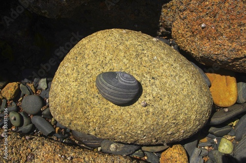 Kleiner gestreifter Stein in der Bretagne am Atlantik