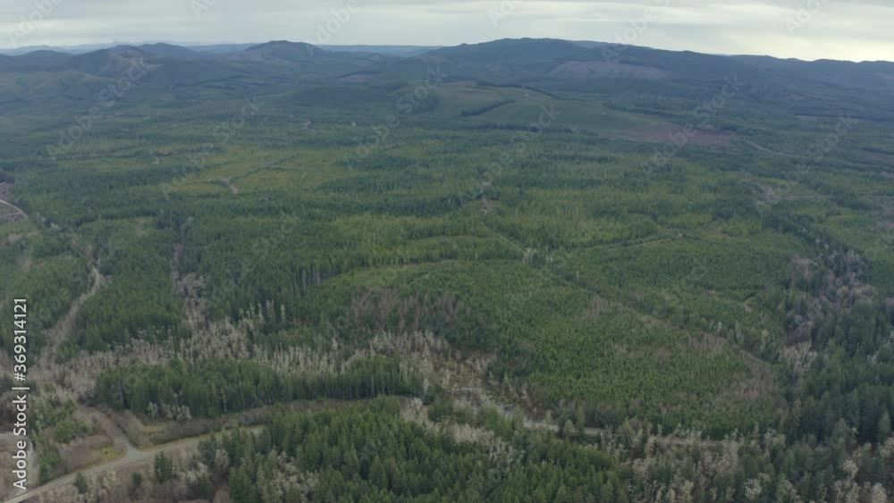 Cinematic aerial shot of dense rain forest in Pacific Northwest Cinematic aerial shot of dense rain forest in Pacific Northwest