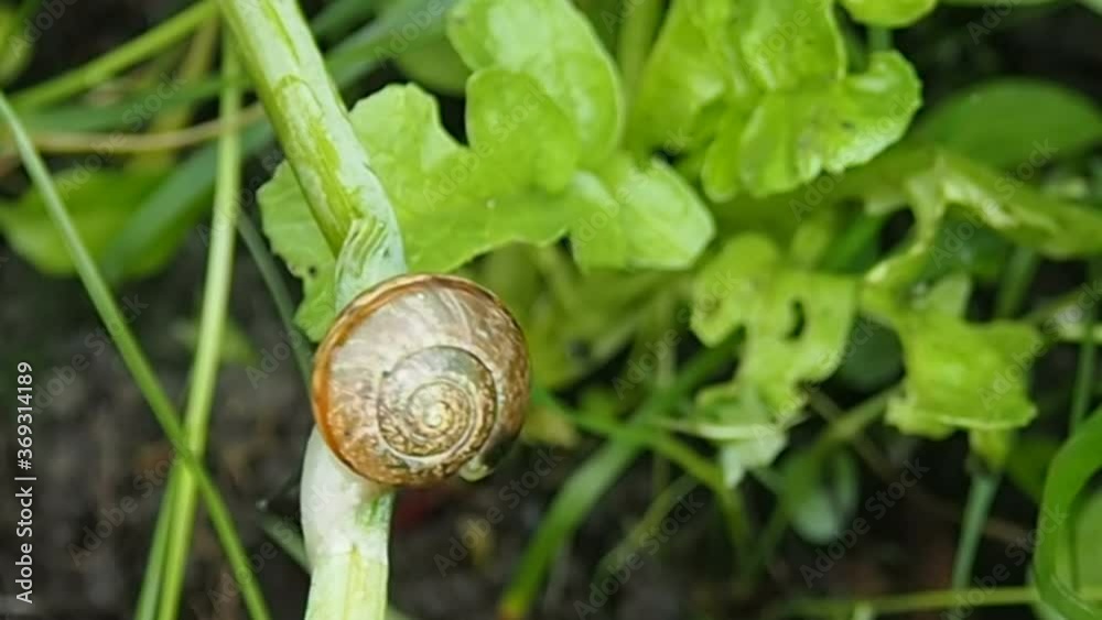 Snail crawling on a green leaf. Animal Gastropoda life in the natural environment-macro photography. Snail crawling on a green leaf. Animal Gastropoda life in the natural environment-macro photography.