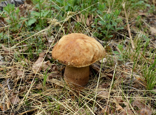 Food from nature. Boletus mushroom in spring forest. 