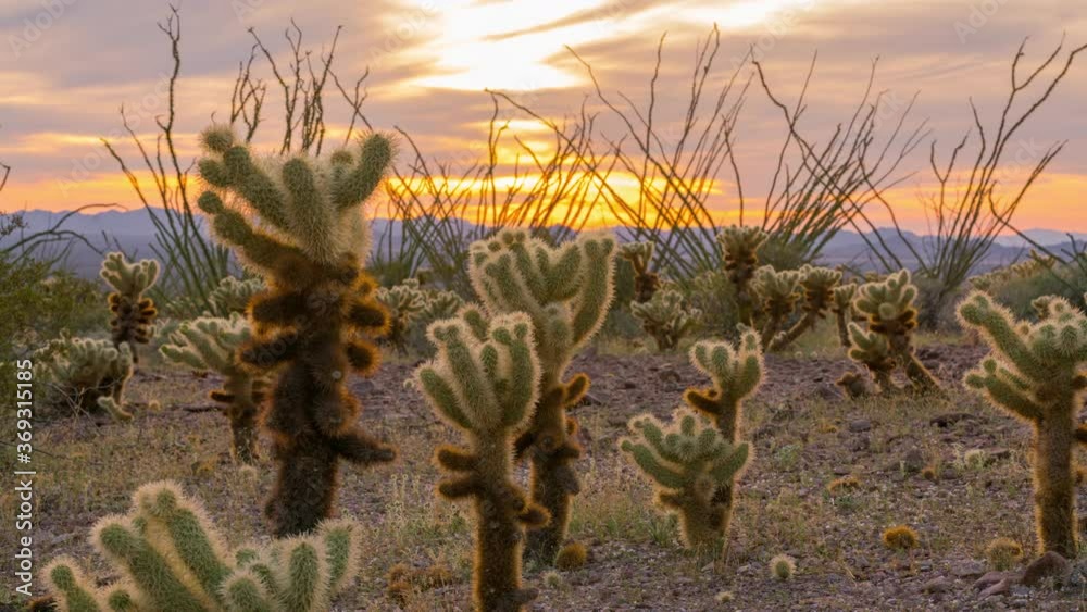 Time lapse tracking shot of sunset over cholla cactus at Kofa National Wildlife Refuge in Arizona