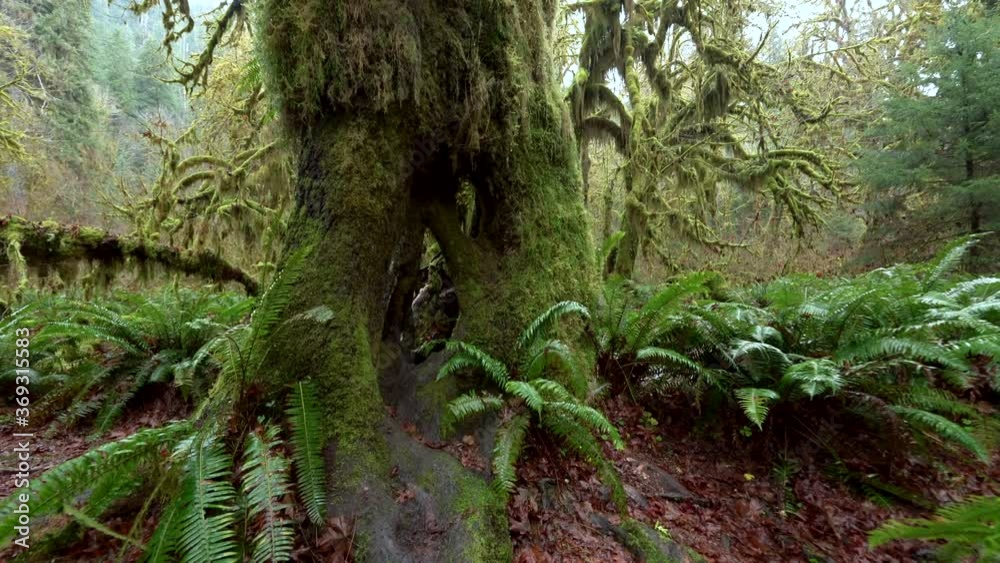 Pan shot of ferns and mosses at Hall of Mosses in Hoh Rain Forest in Washington Pan shot of ferns and mosses at Hall of Mosses in Hoh Rain Forest in Washington