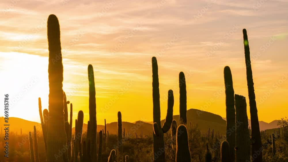 Time lapse of sunset over Saguaro cacti at Organ Pipe Cactus National Monument in Arizona