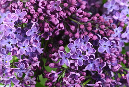 Blossoming Syringa vulgaris. Branch with lilac flowers isolated on white background. 