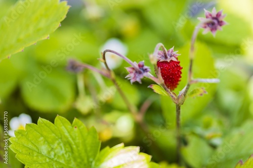Close up view of wild strawberry bush isolated. Red berries and green leaves. Beautiful nature background.