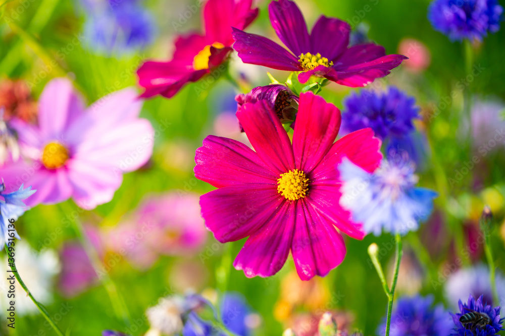 Flower meadow , summer, bee pasture, summer meadow background Flower meadow , summer, bee pasture, summer meadow background