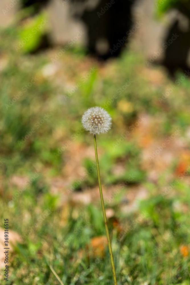 Dandelion Flower seed in a garden Dandelion Flower seed in a garden