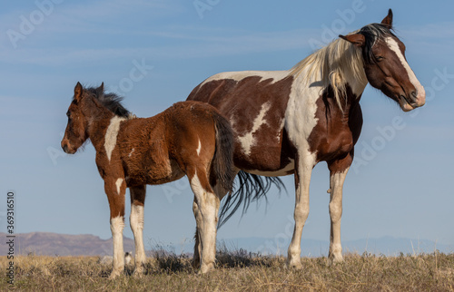 Wild Horse Mare and Her Foal in utah