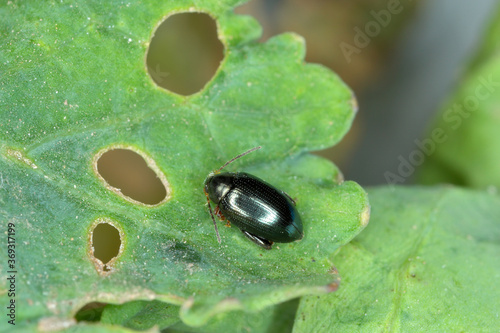 Cabbage Stem Flea Beetle (Psylliodes chrysocephala) on Oilseed Rape (Brassica napus) photo