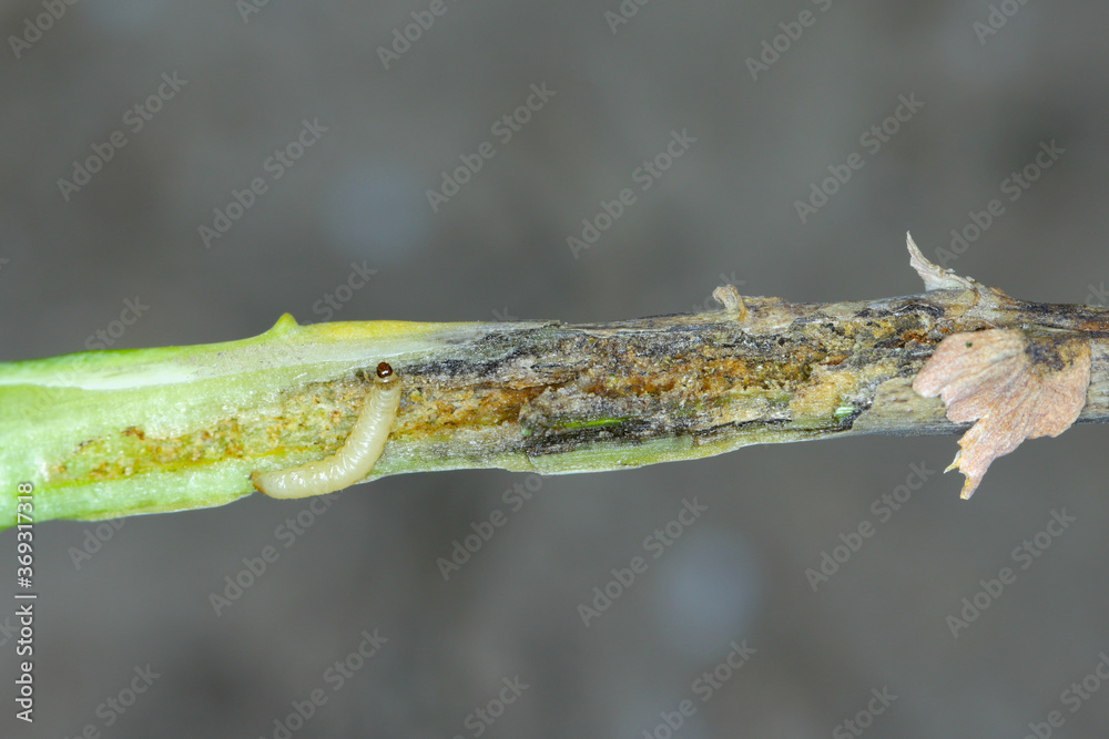 Naklejka premium Leaf petioles of rapeseed leaves damaged by larvae of Cabbage Stem Flea Beetle (Psylliodes chrysocephala). The leaves die and secondary fungal infections appear