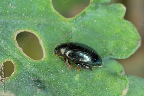 Cabbage Stem Flea Beetle (Psylliodes chrysocephala) on Oilseed Rape (Brassica napus) photo