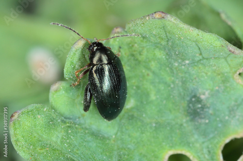 Cabbage Stem Flea Beetle (Psylliodes chrysocephala) on Oilseed Rape (Brassica napus) photo