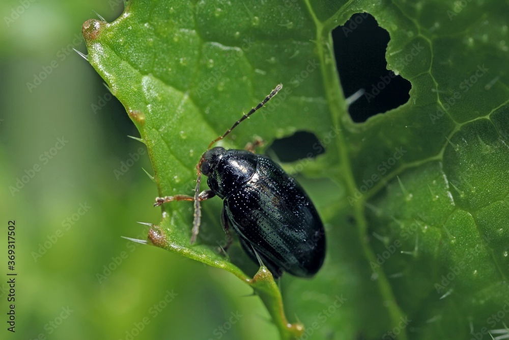 Cabbage Stem Flea Beetle (Psylliodes chrysocephala) on Oilseed Rape (Brassica napus)