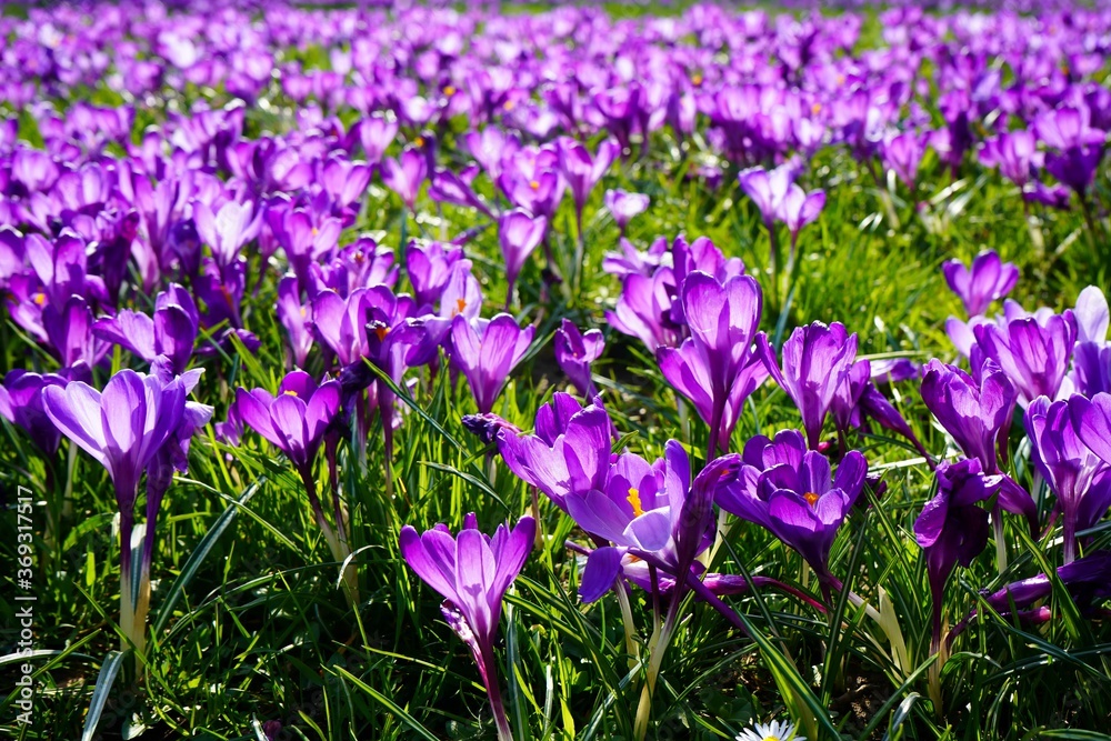 Vibrant purple crocus flowers in a lush green meadow. The sun is shining through the flowers from behind. Enjoying first Spring flowers for a positive mood. Vibrant purple crocus flowers in a lush green meadow. The sun is shining through the flowers from behind. Enjoying first Spring flowers for a positive mood.