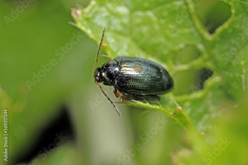 Cabbage Stem Flea Beetle (Psylliodes chrysocephala) on Oilseed Rape (Brassica napus)